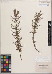 Foto von Salix eleagnos Scop. x Salix purpurea L.